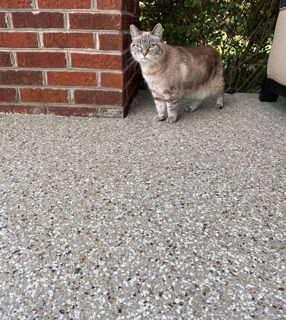 Galaxy-Patio-Coating-Cat Pic